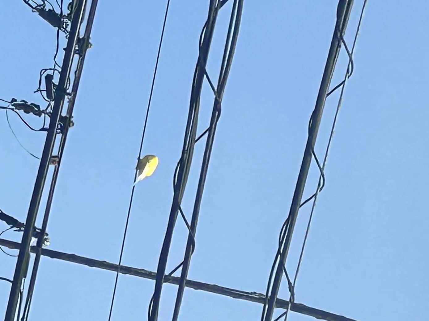 目撃された鳥 目撃された鳥