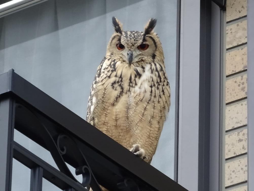 目撃された鳥 目撃された鳥