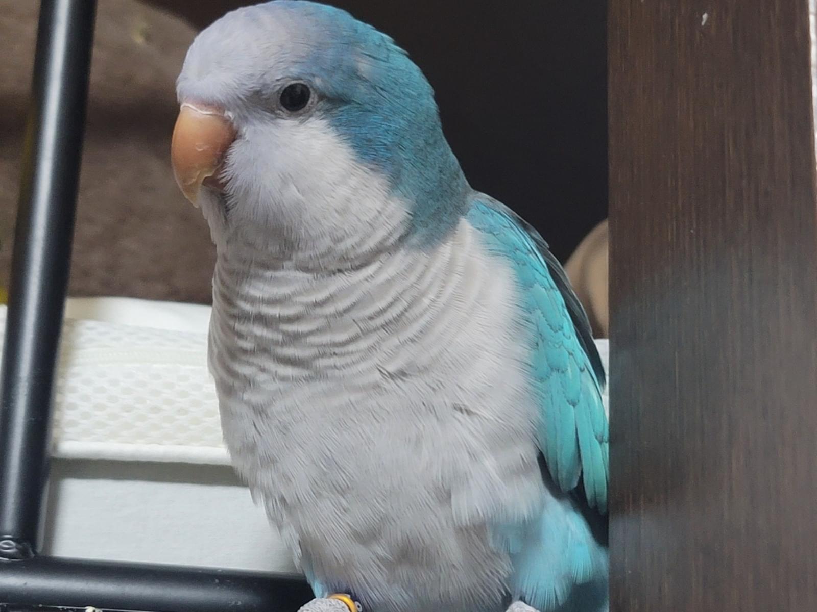 ファットちゃん