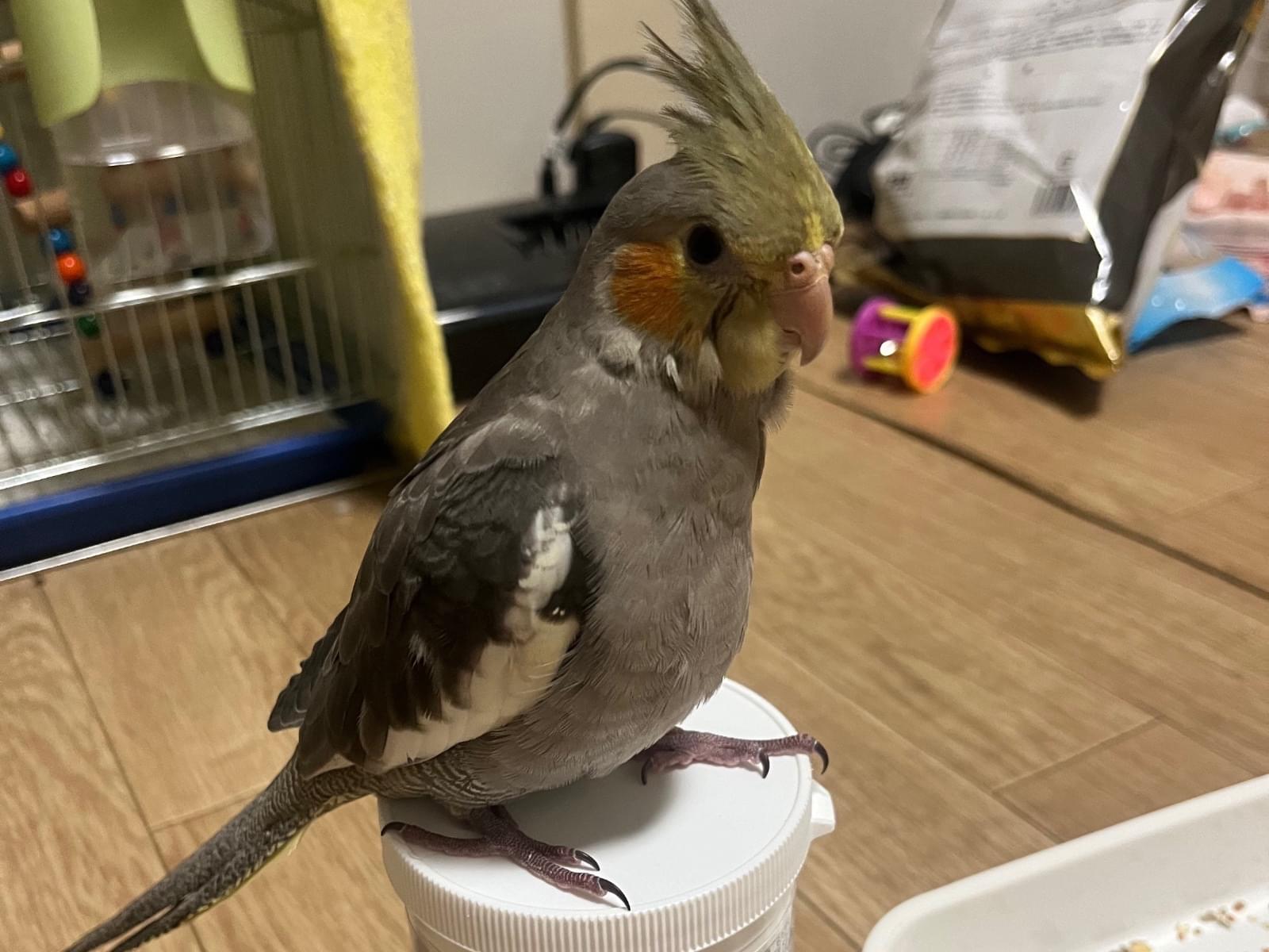 たまちゃん たまちゃん