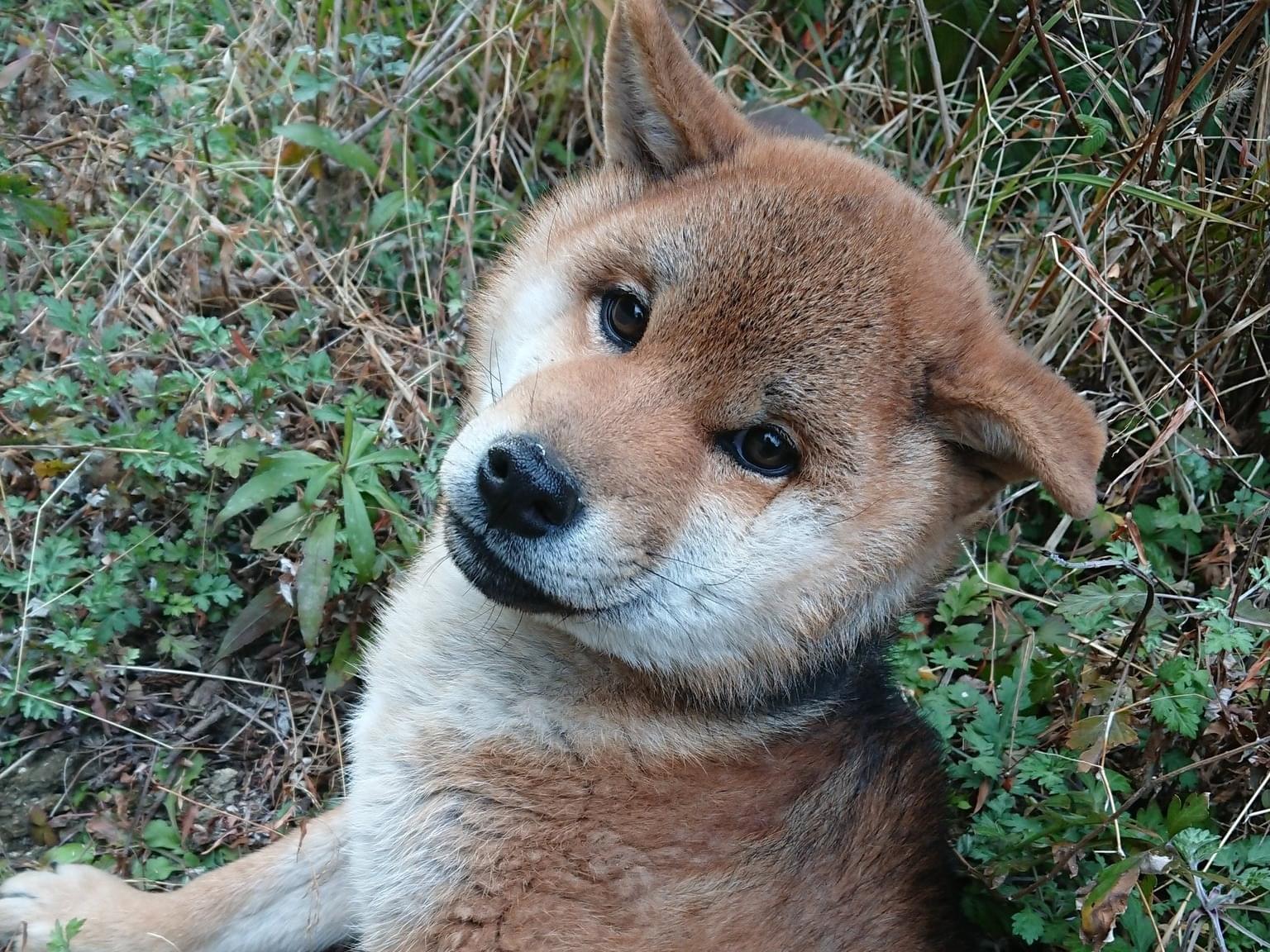 保護された犬 保護された犬