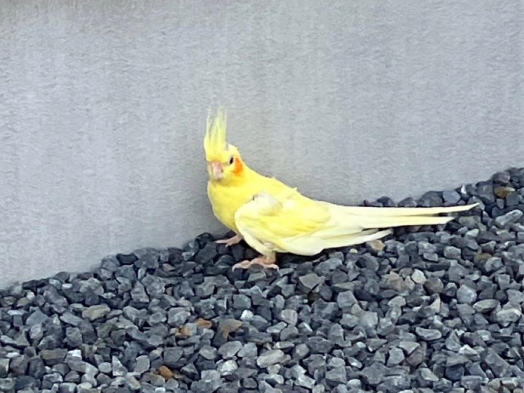 目撃された鳥 目撃された鳥