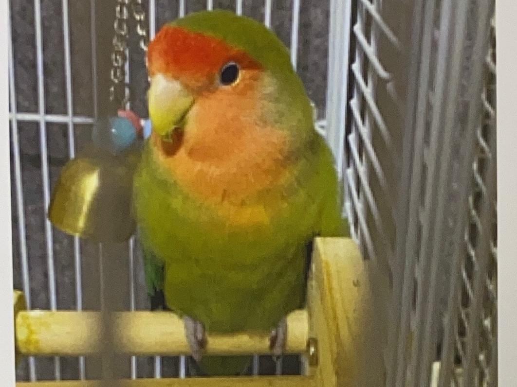 ぽんちゃん ぽんちゃん