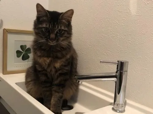 キジトラで毛が長く大きさはけっこう大きいです 