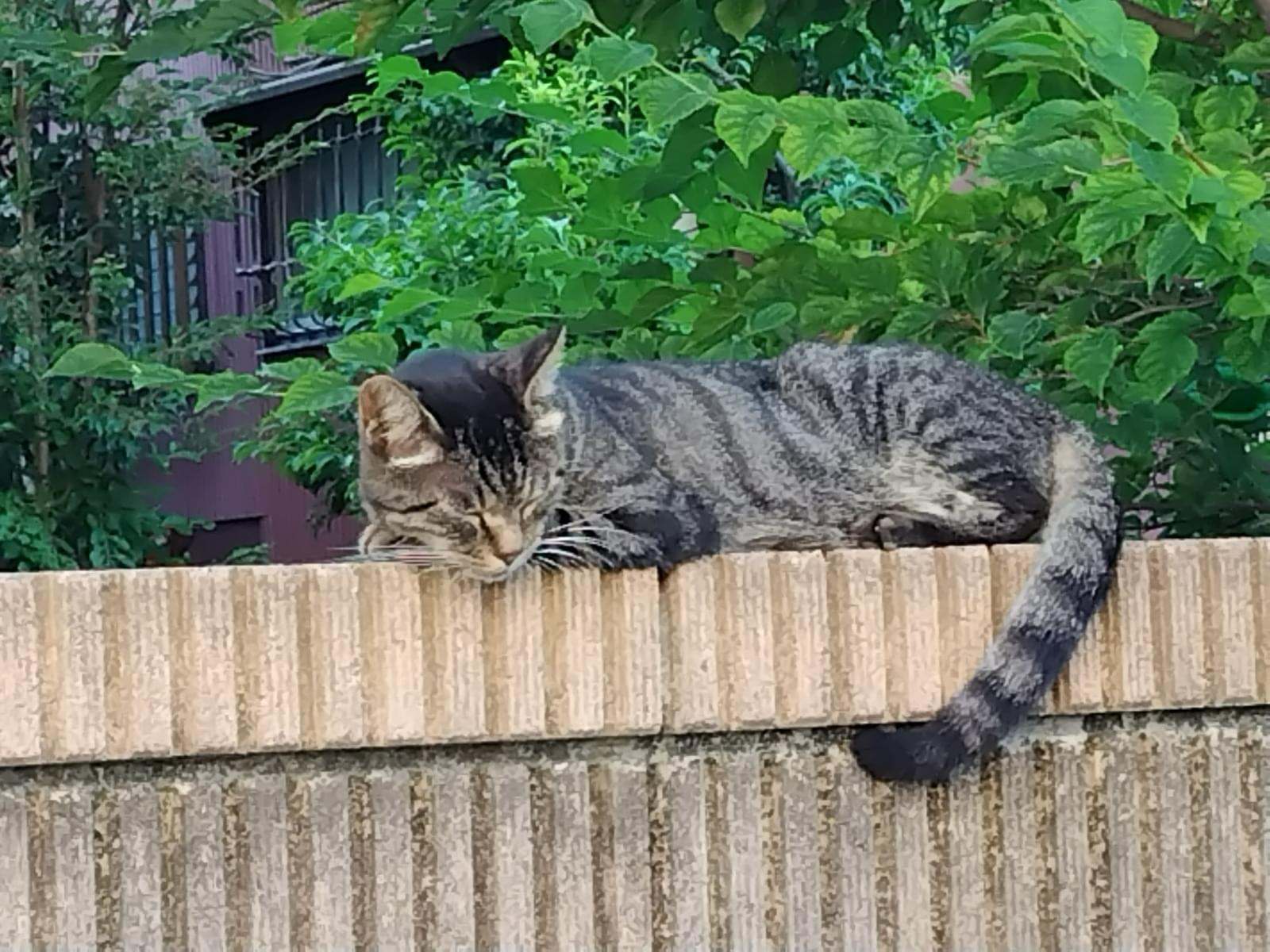 目撃された猫 目撃された猫