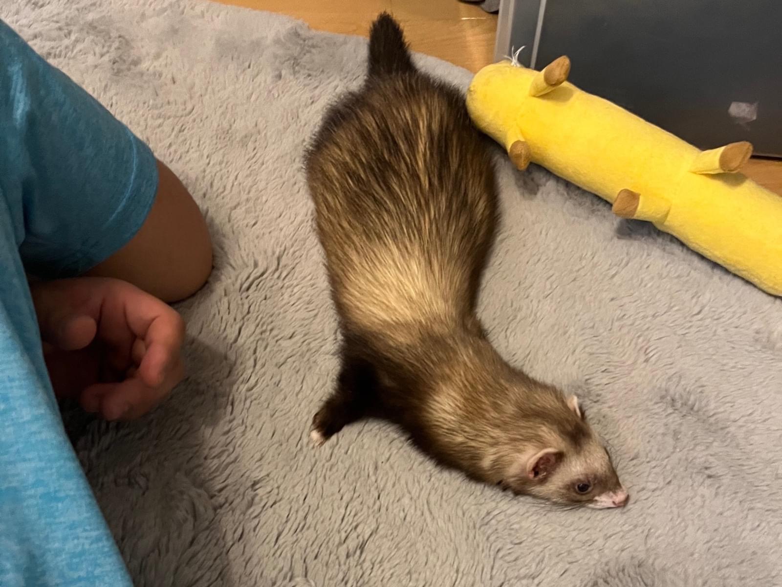 うなぎちゃん うなぎちゃん