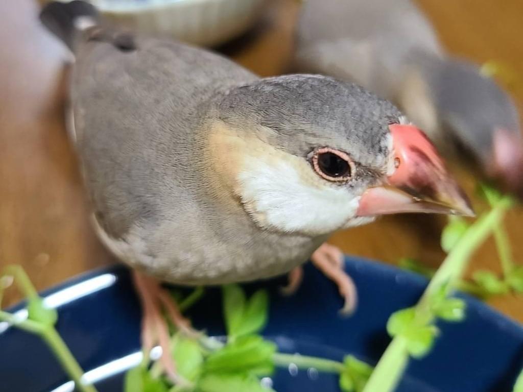 ぺぺちゃん ぺぺちゃん