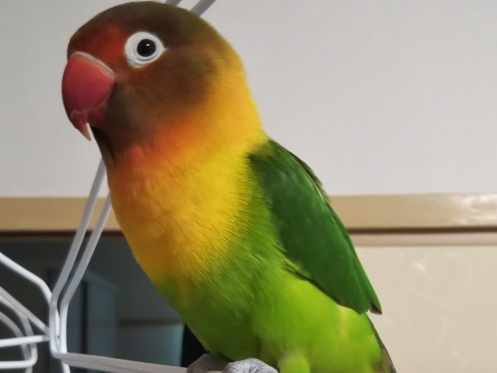 ぼたんちゃん ぼたんちゃん