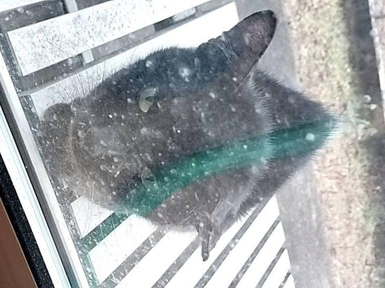 目撃された猫 目撃された猫