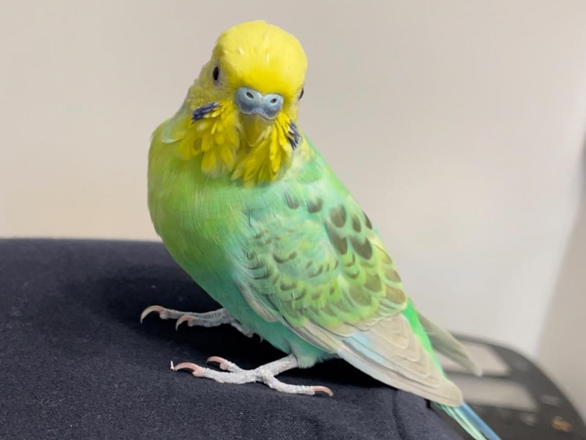 保護された鳥 保護された鳥