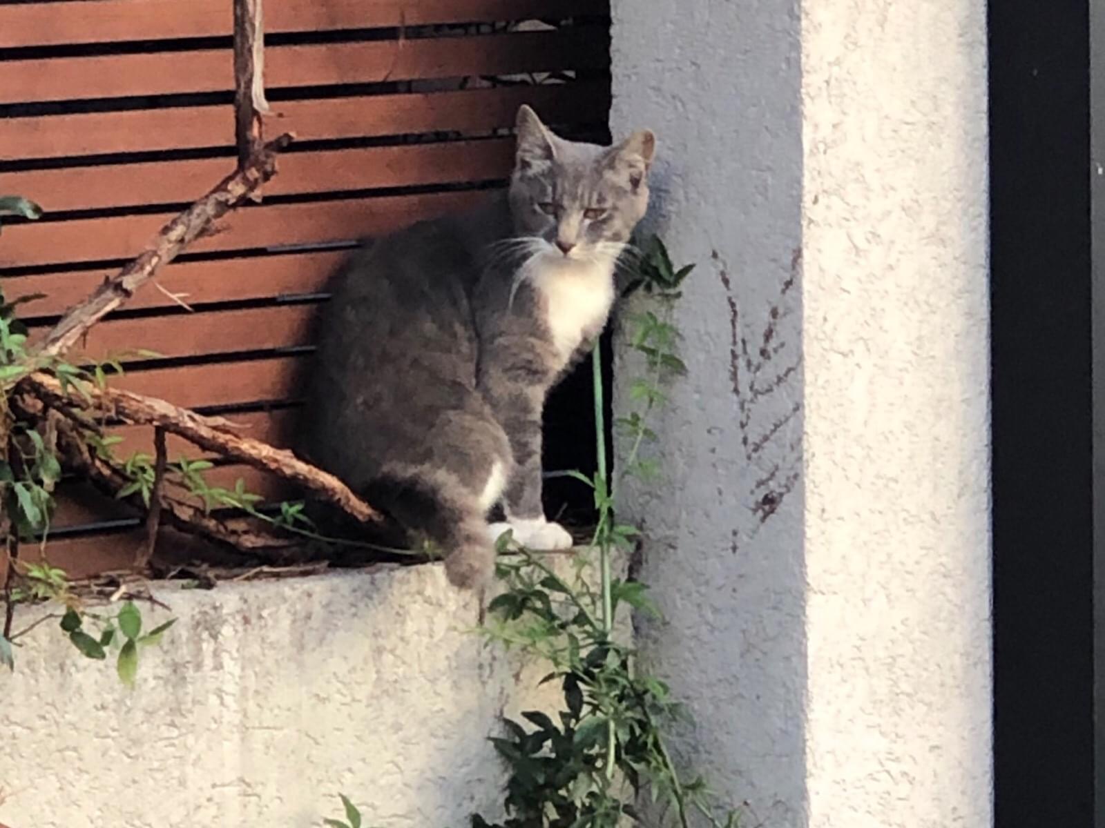 目撃された猫 目撃された猫