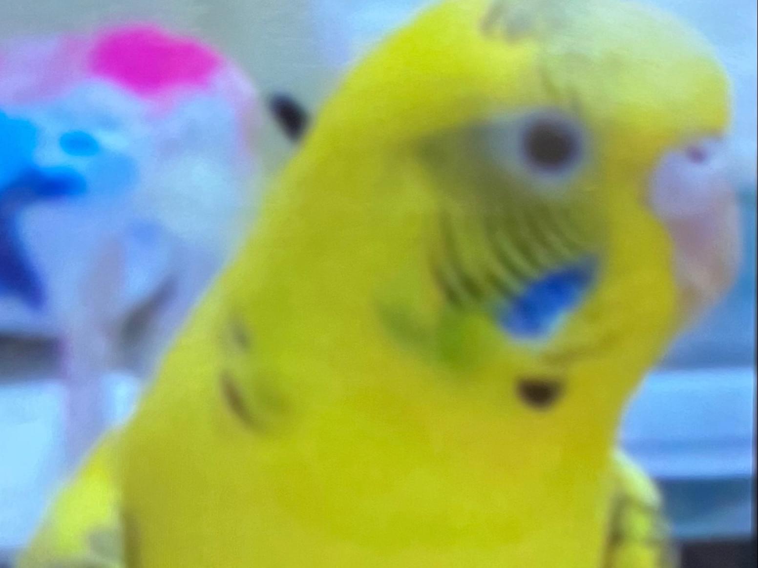 すみちゃん すみちゃん
