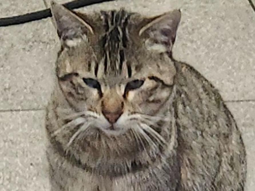 目撃された猫 目撃された猫