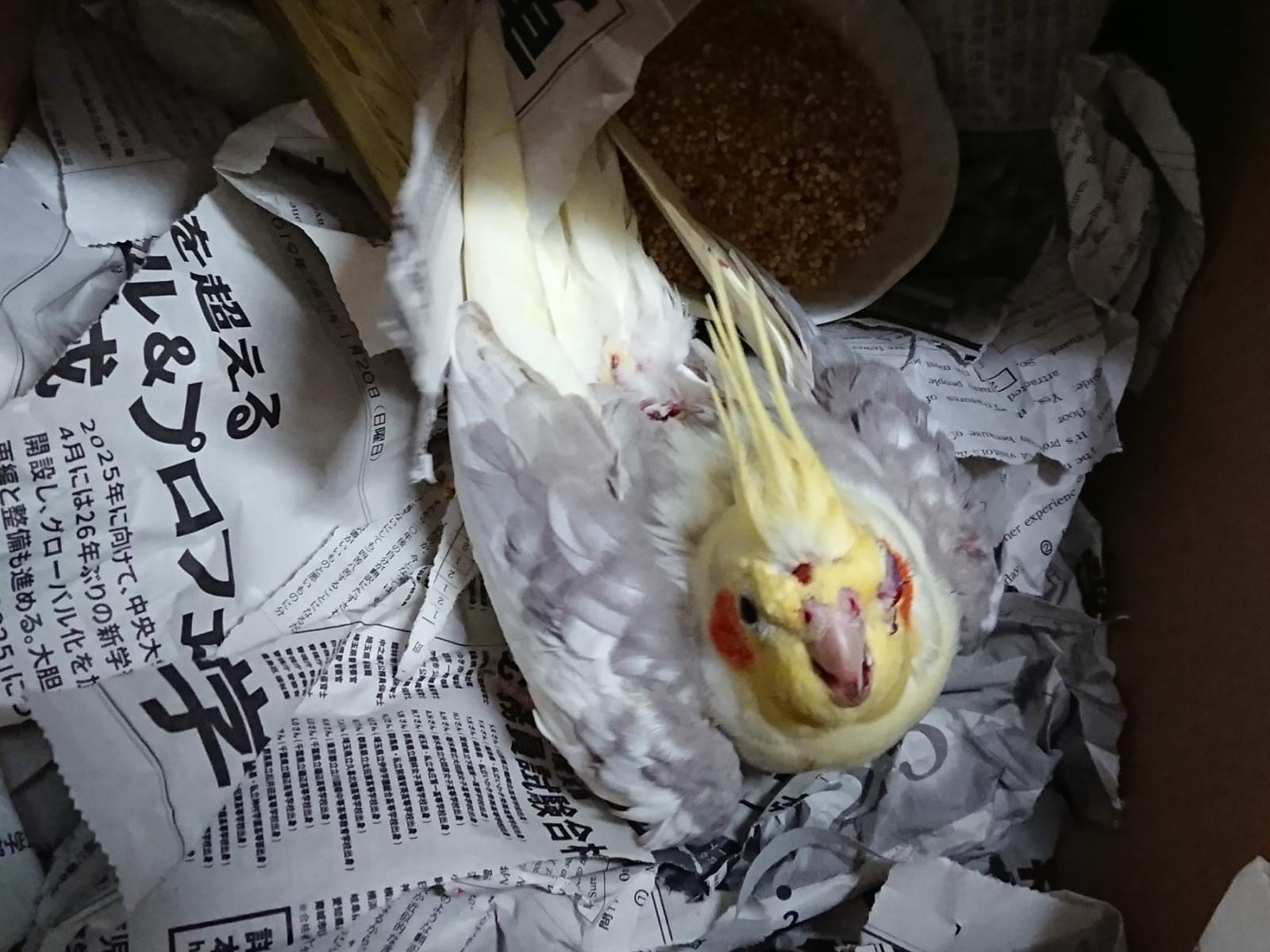 保護された鳥 保護された鳥
