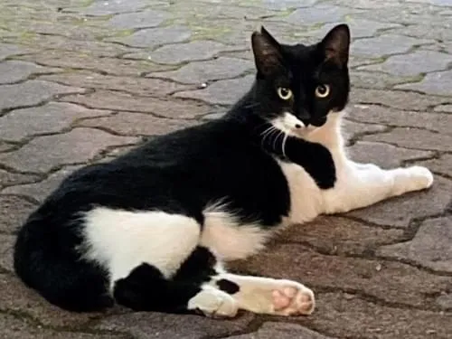 ほくろのある白黒猫探してます