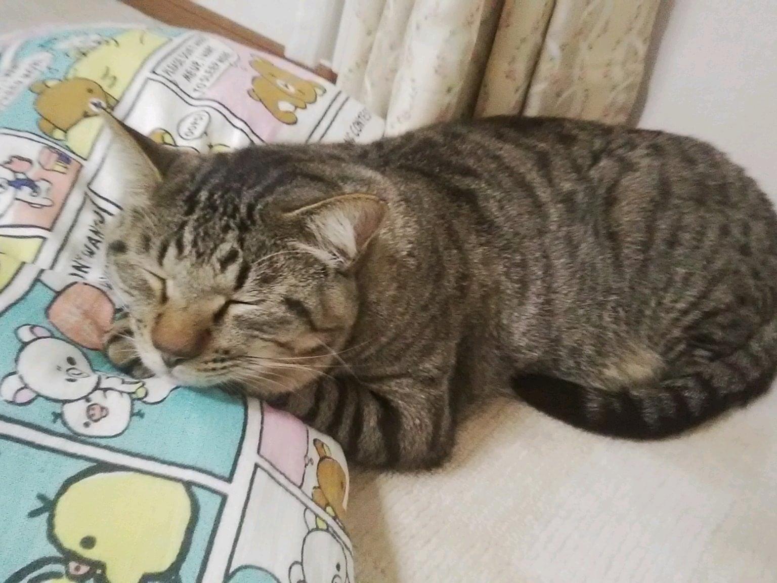 オパールちゃん オパールちゃん