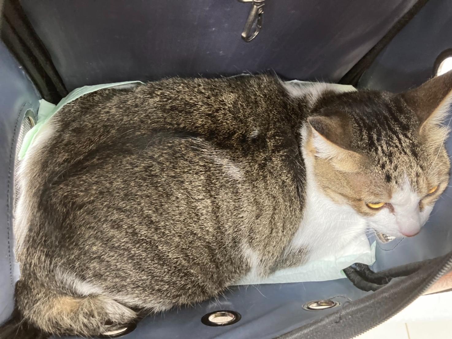 保護された猫 保護された猫
