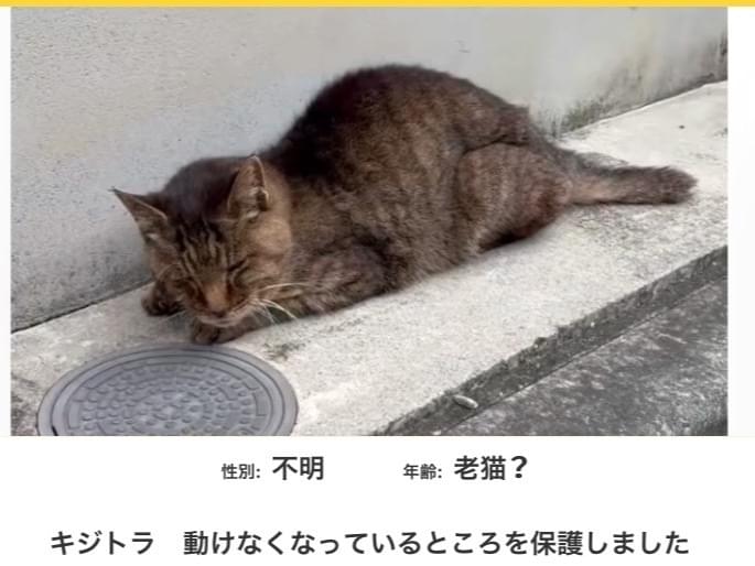保護された猫 保護された猫