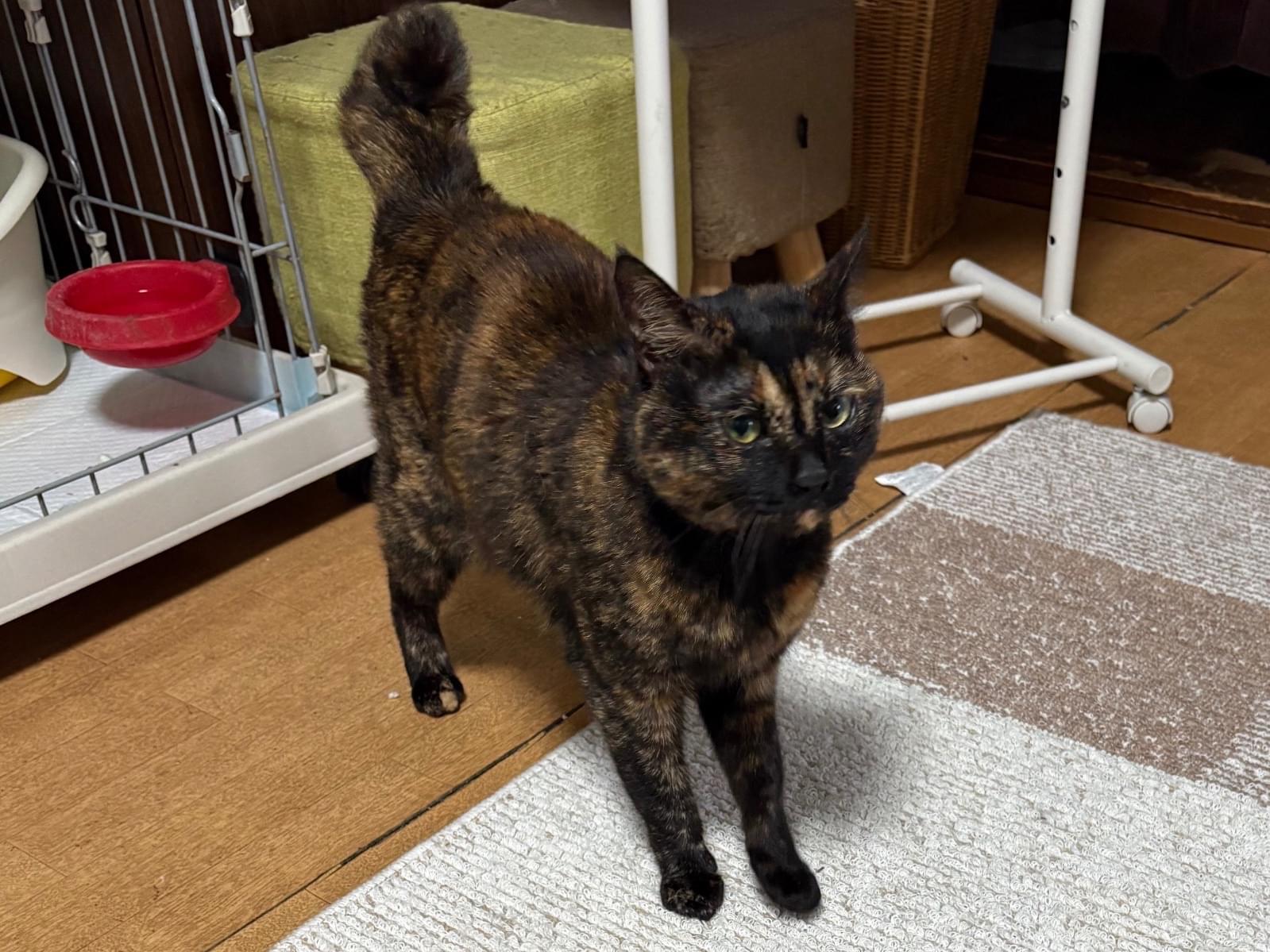 保護された猫