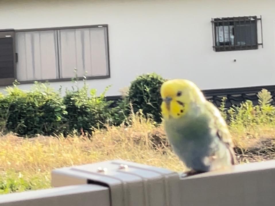 目撃された鳥 目撃された鳥