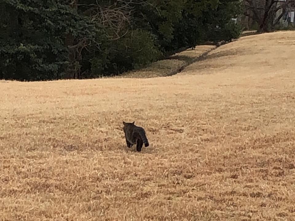 目撃された猫 目撃された猫