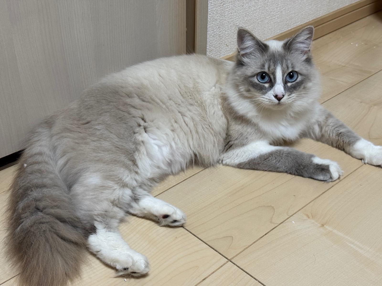 メルちゃん メルちゃん