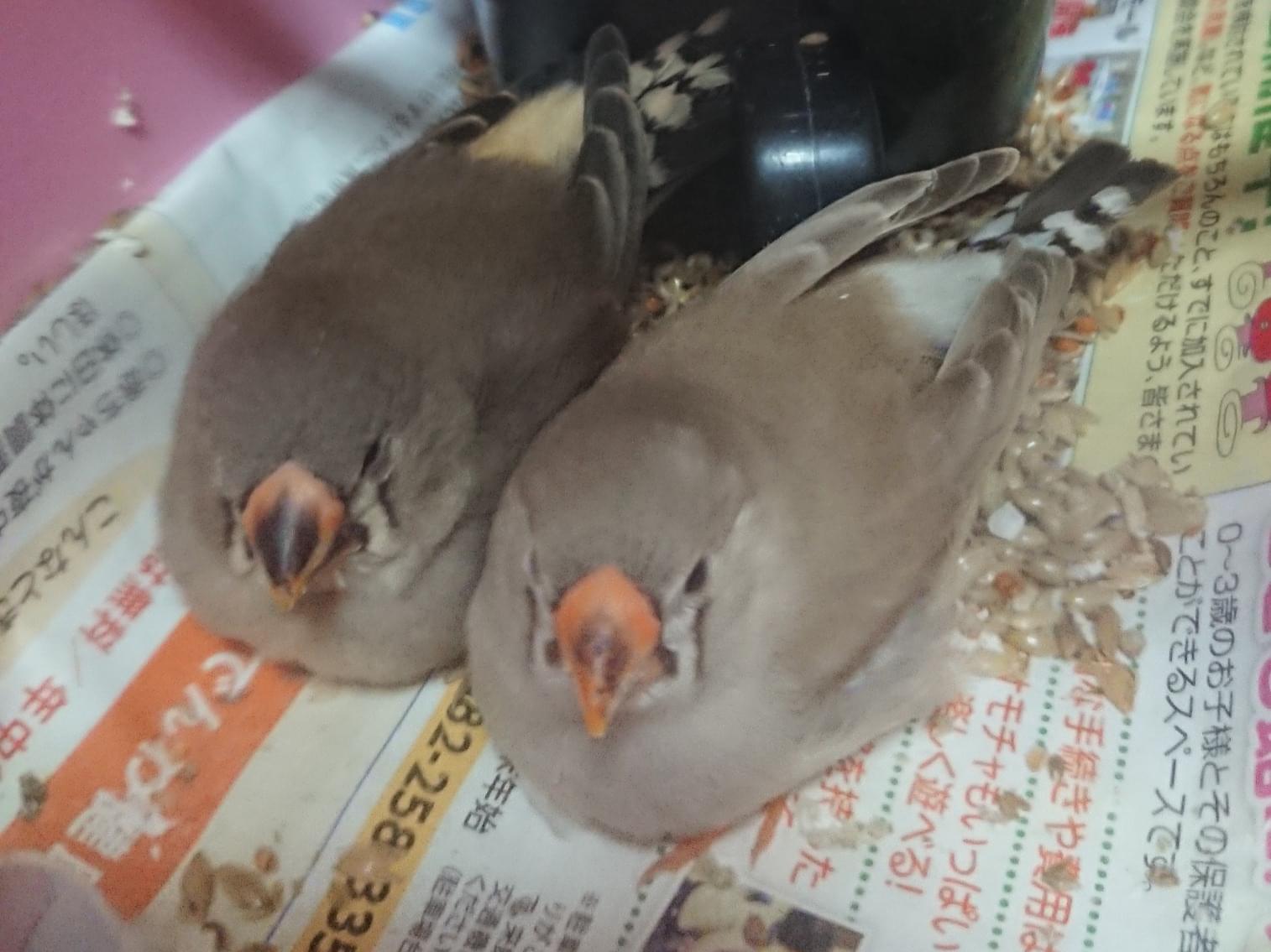 保護された鳥 保護された鳥