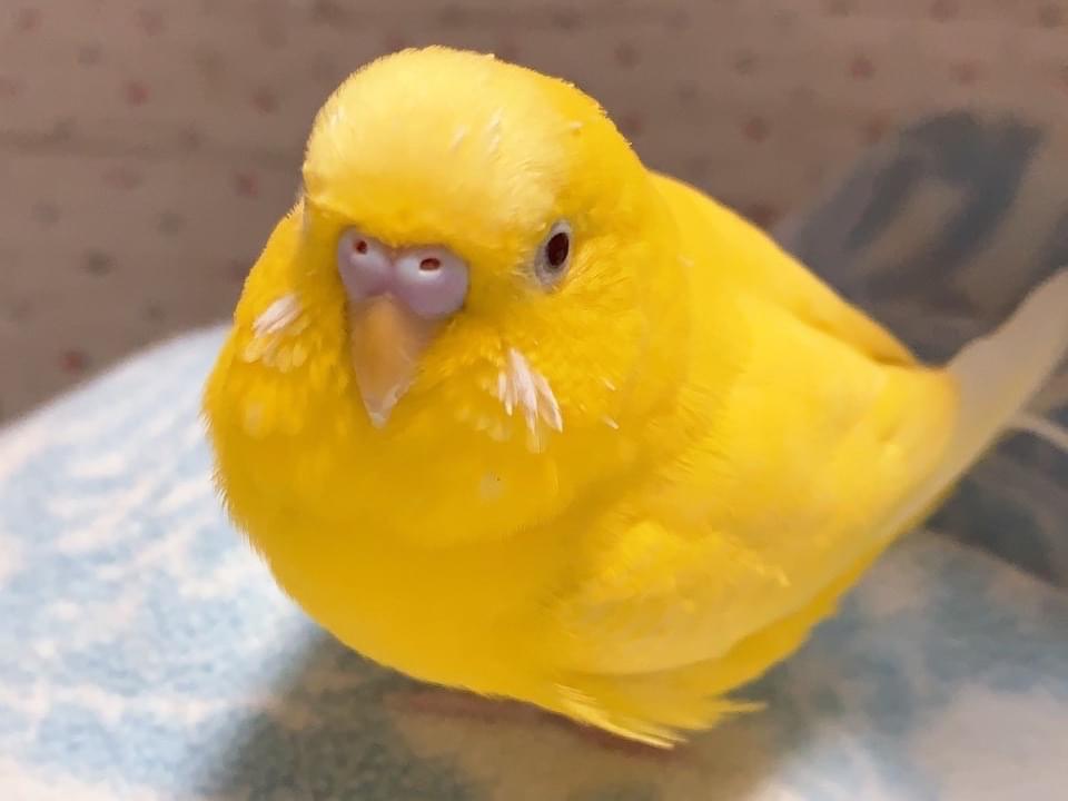 きーちゃん きーちゃん
