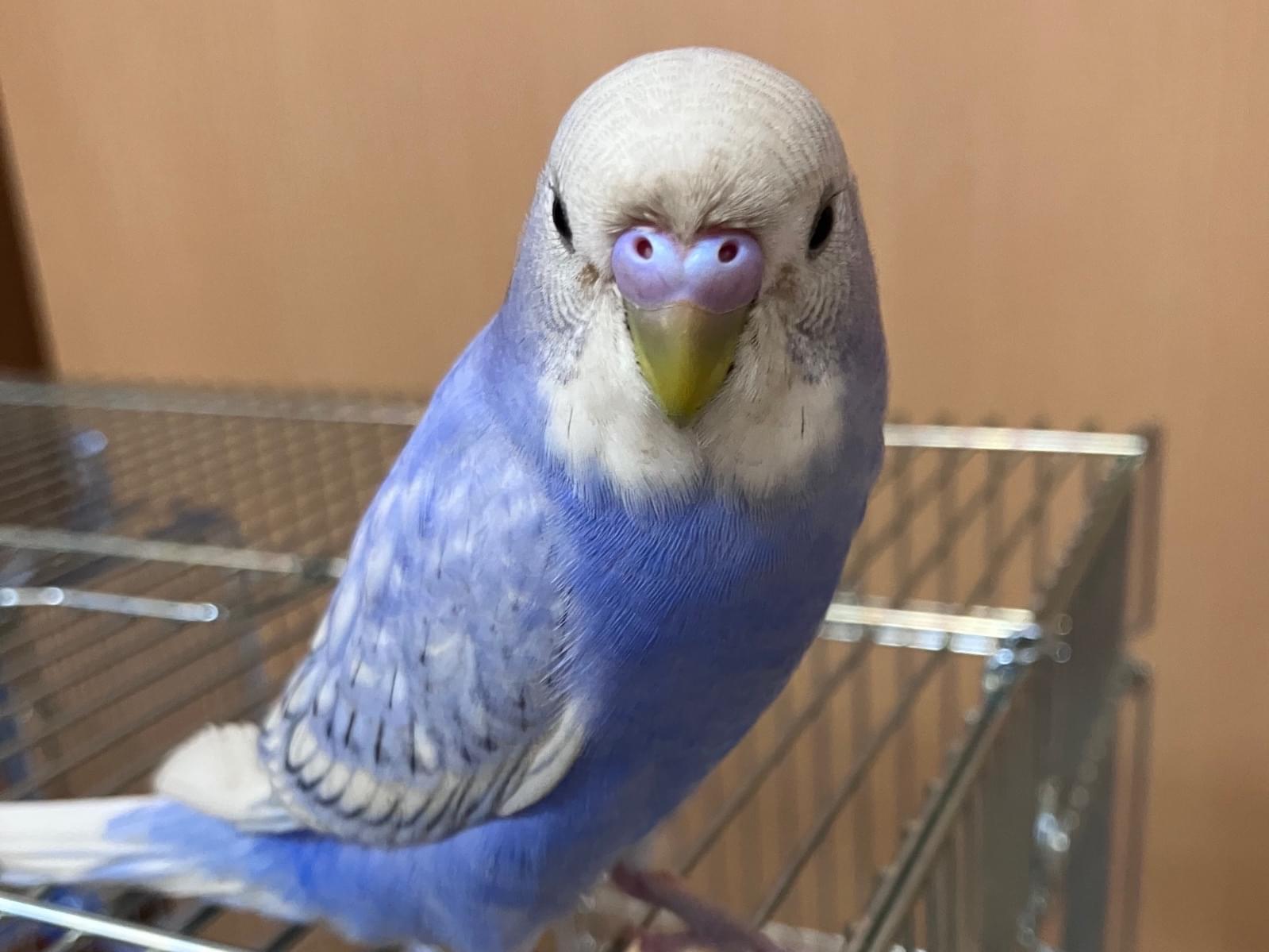 ピーコちゃん ピーコちゃん