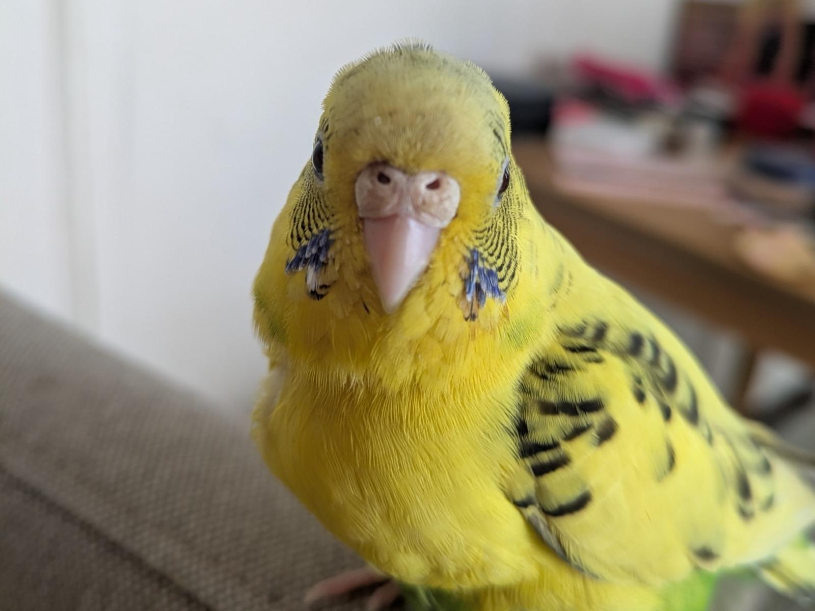 ぴーちゃん