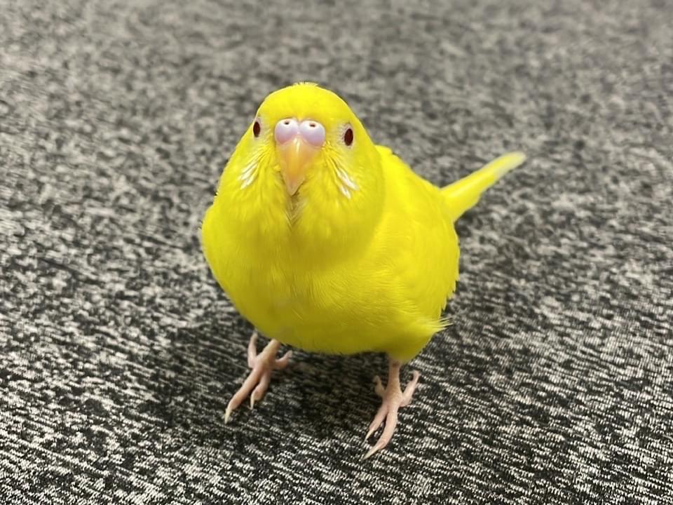 きーちゃん きーちゃん