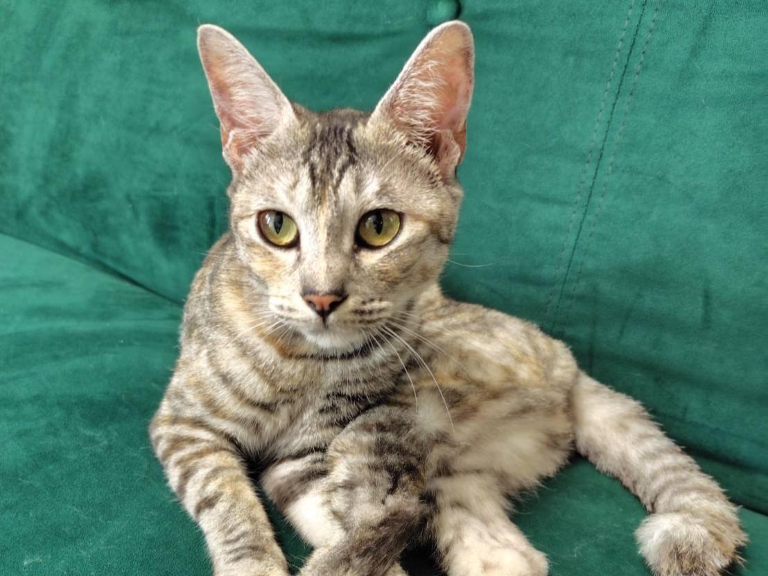 保護された猫