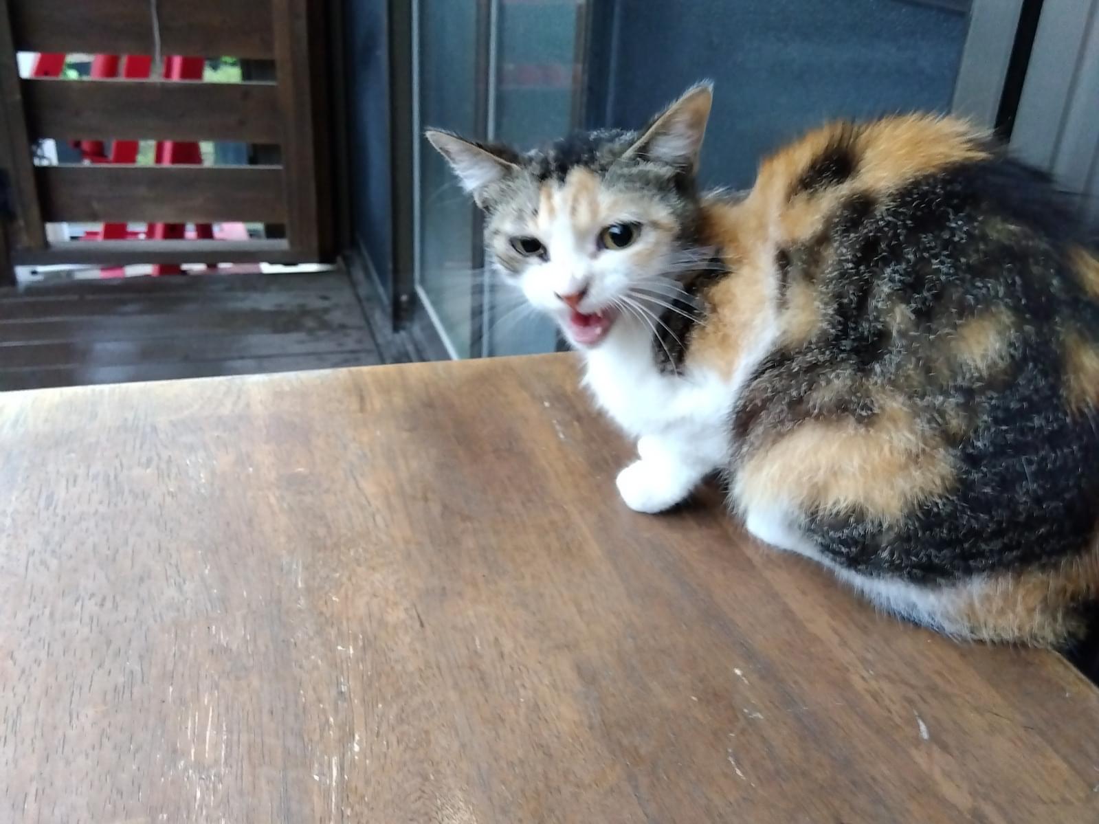 目撃された猫