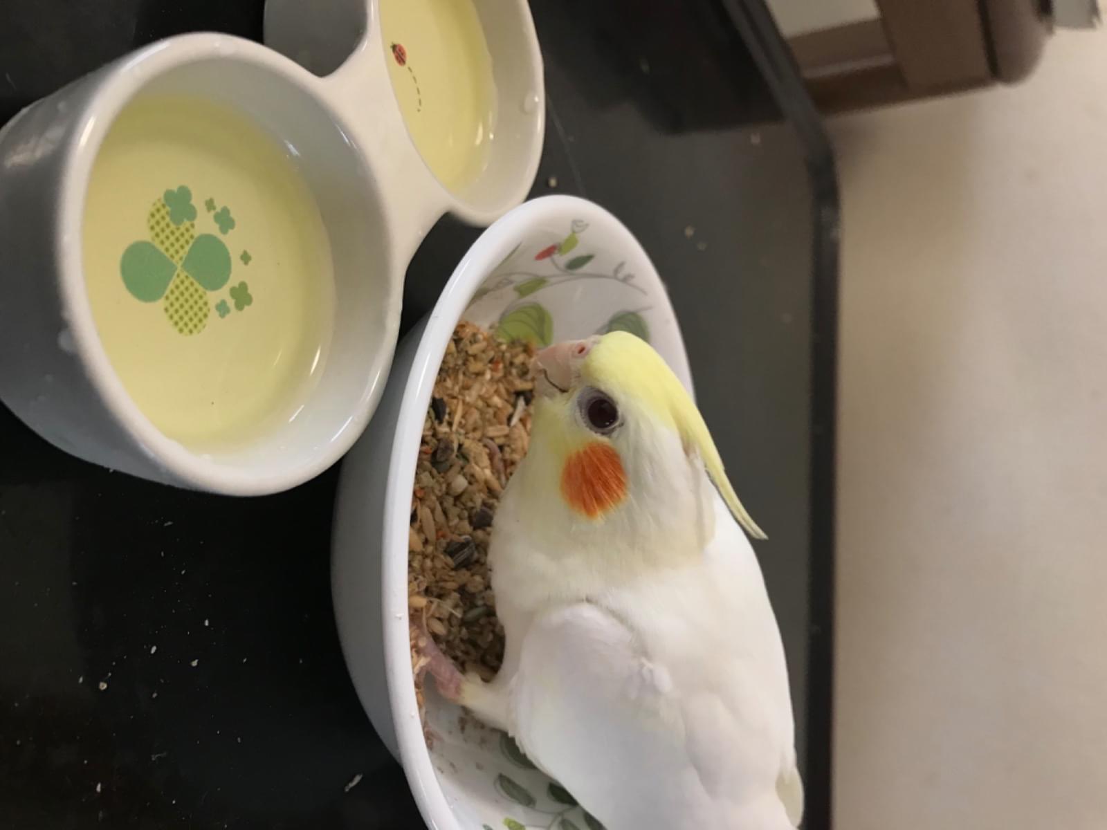 カメちゃん カメちゃん