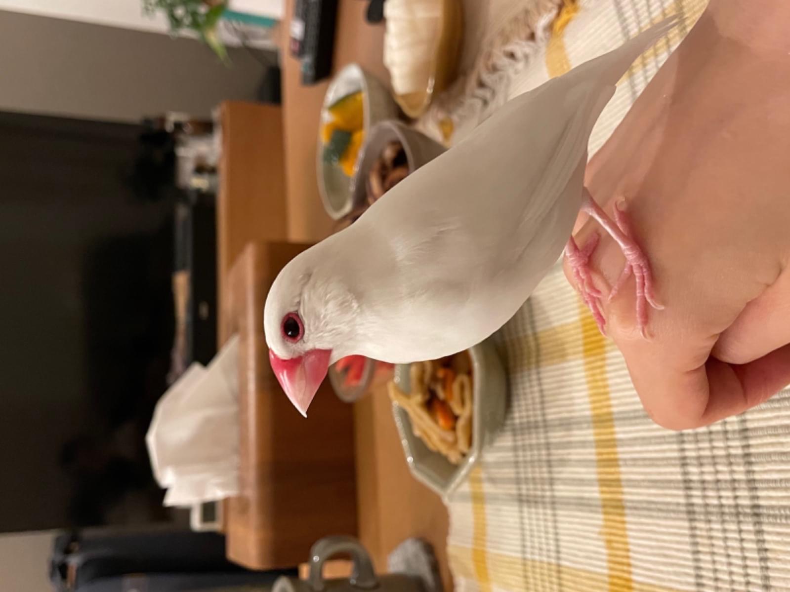 チワちゃん チワちゃん