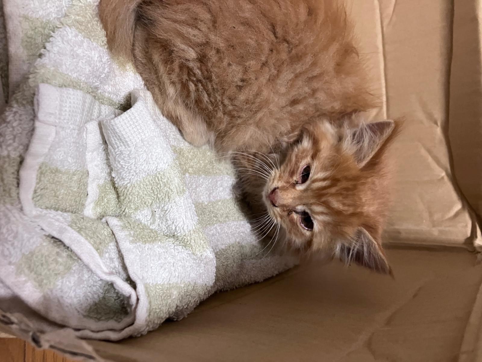 保護された猫