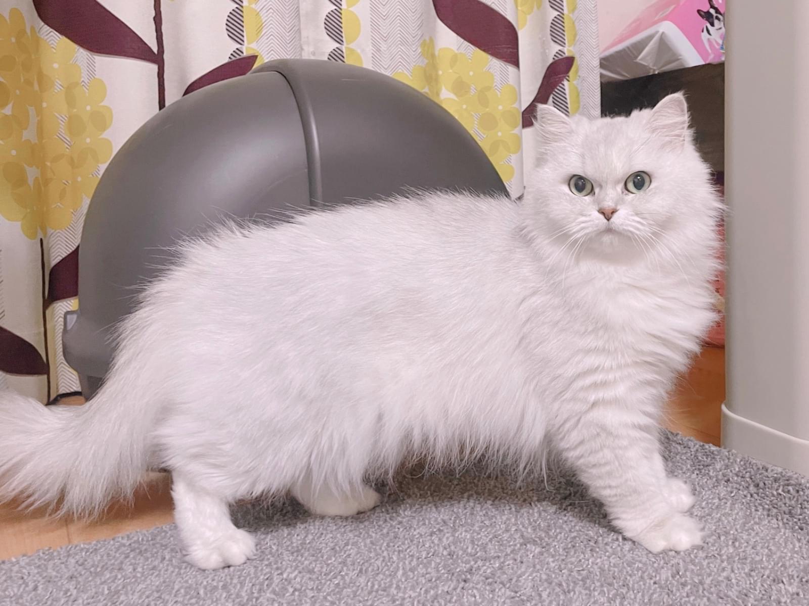 さくらちゃん さくらちゃん