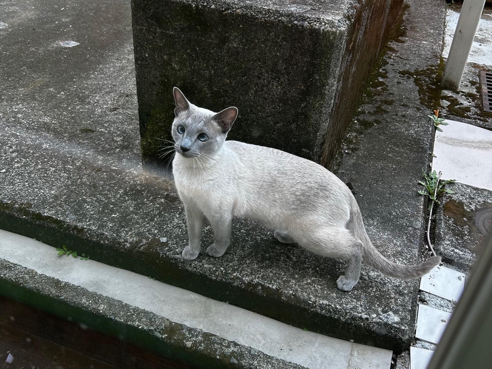 目撃された猫 目撃された猫