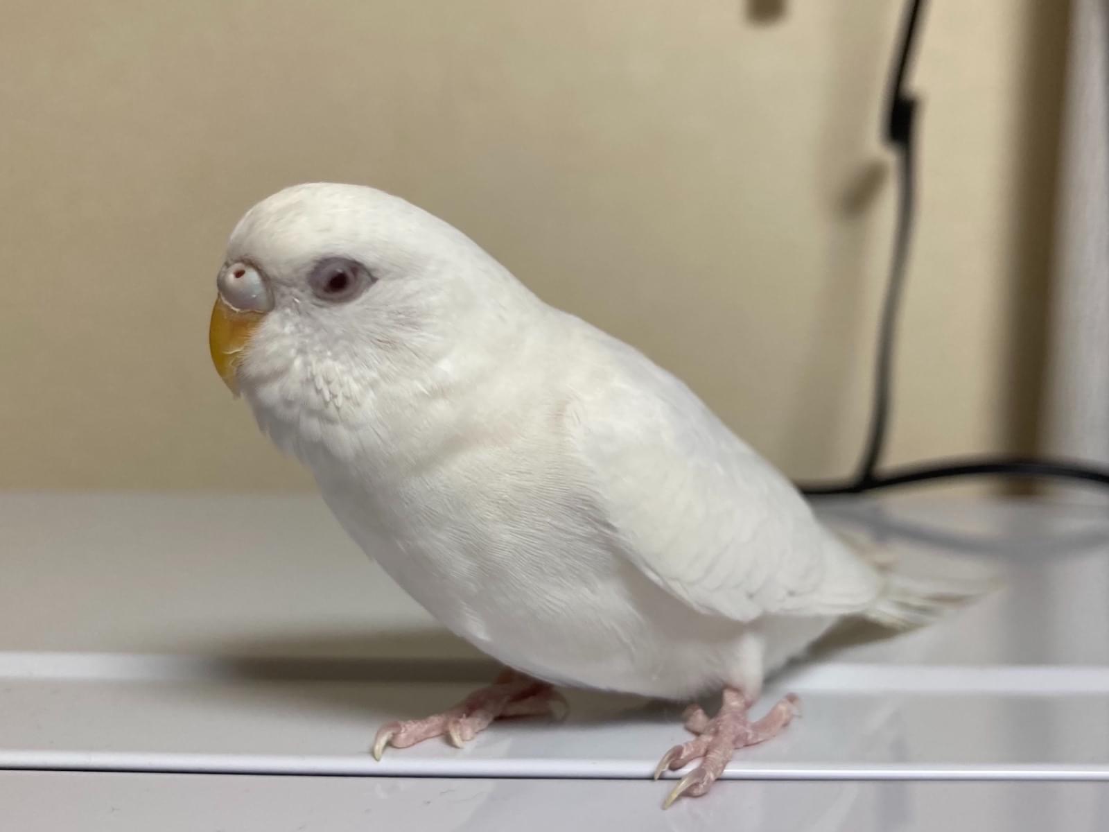 保護された鳥 保護された鳥