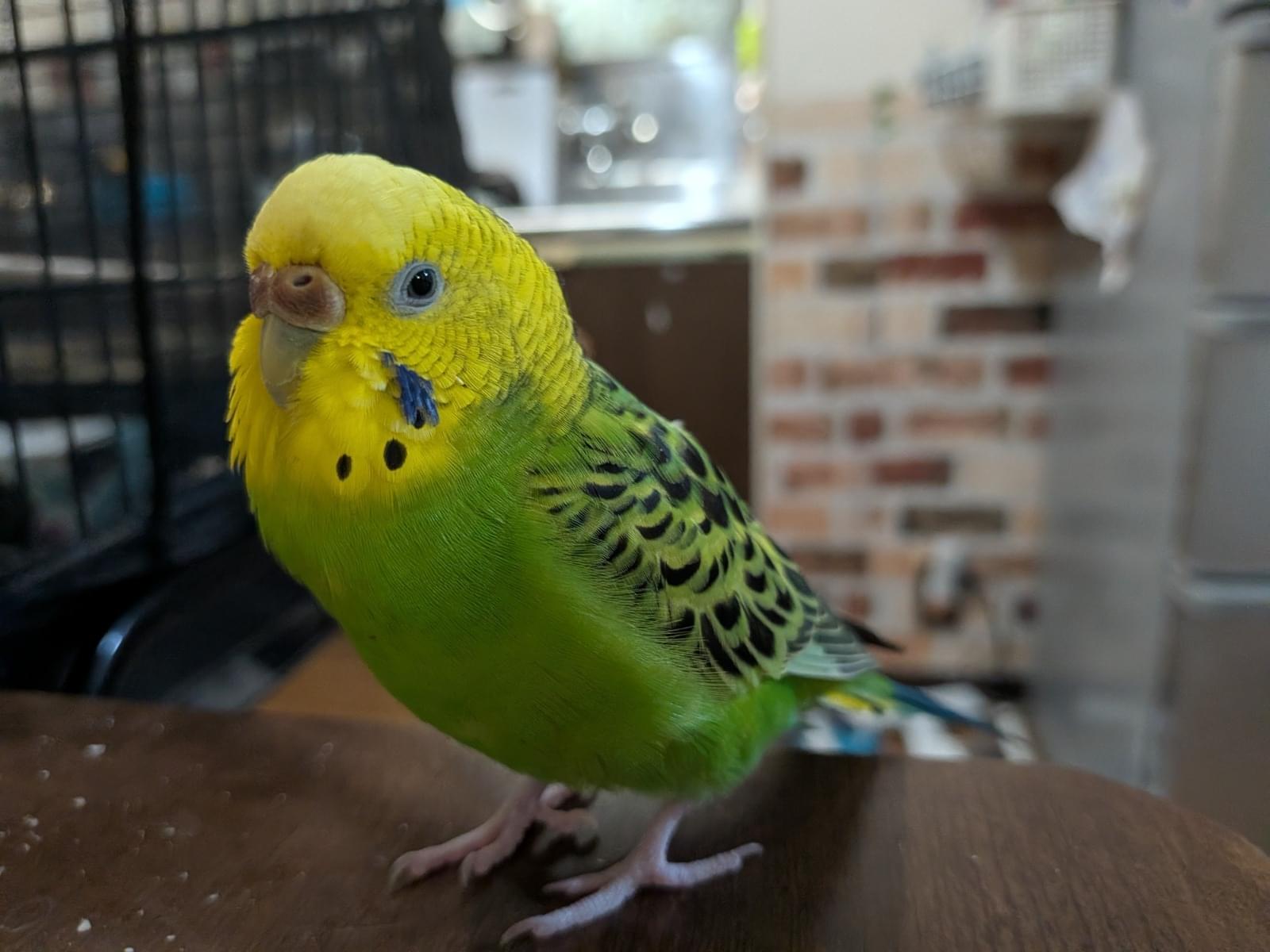 ミクちゃん