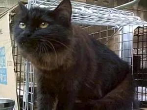 保護猫として預かっていた黒猫を探しています 家の窓から脱走し3か月が
