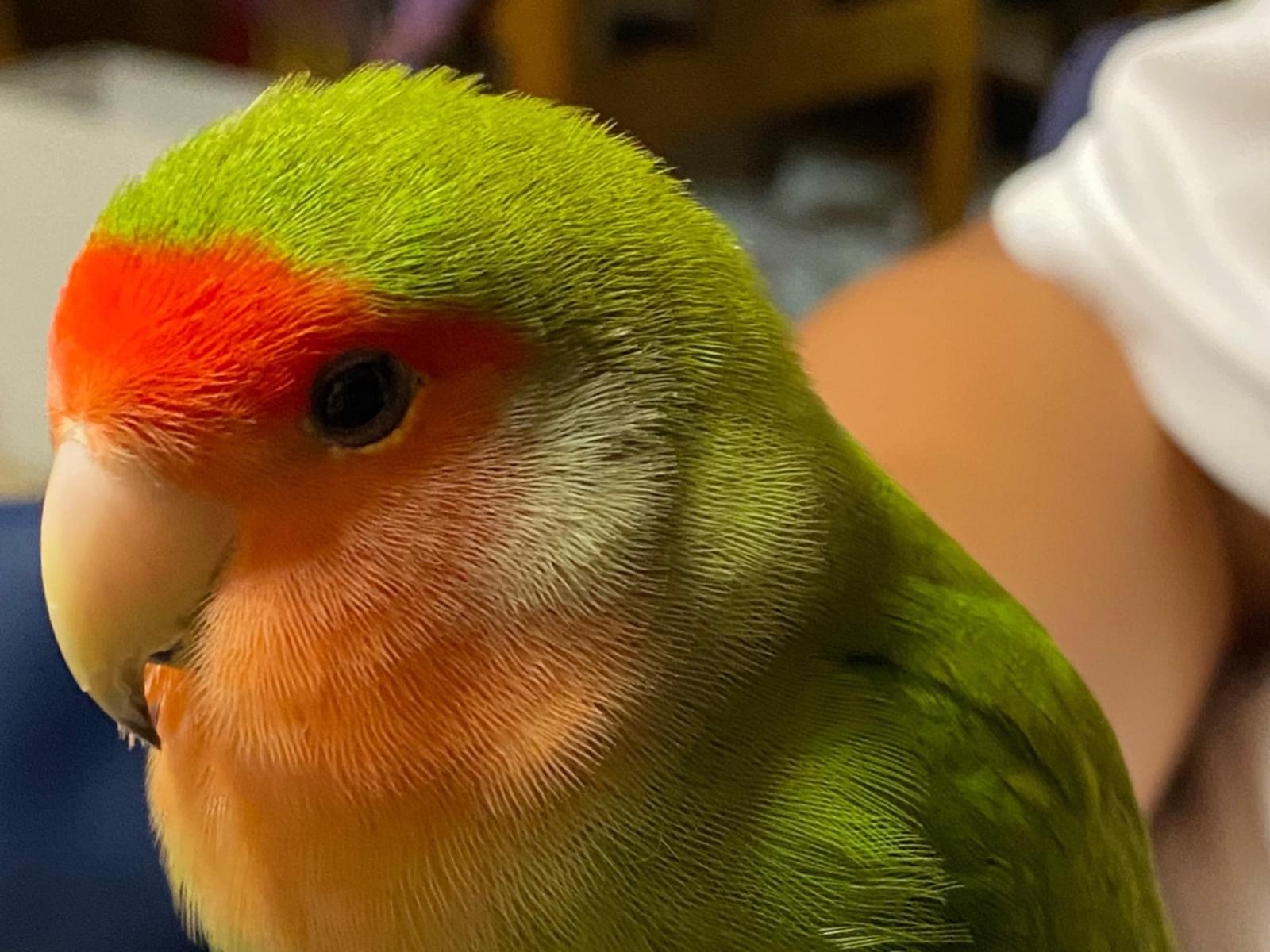 保護された鳥 保護された鳥