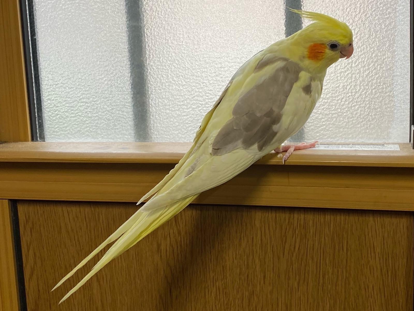 ぴーちゃん ぴーちゃん