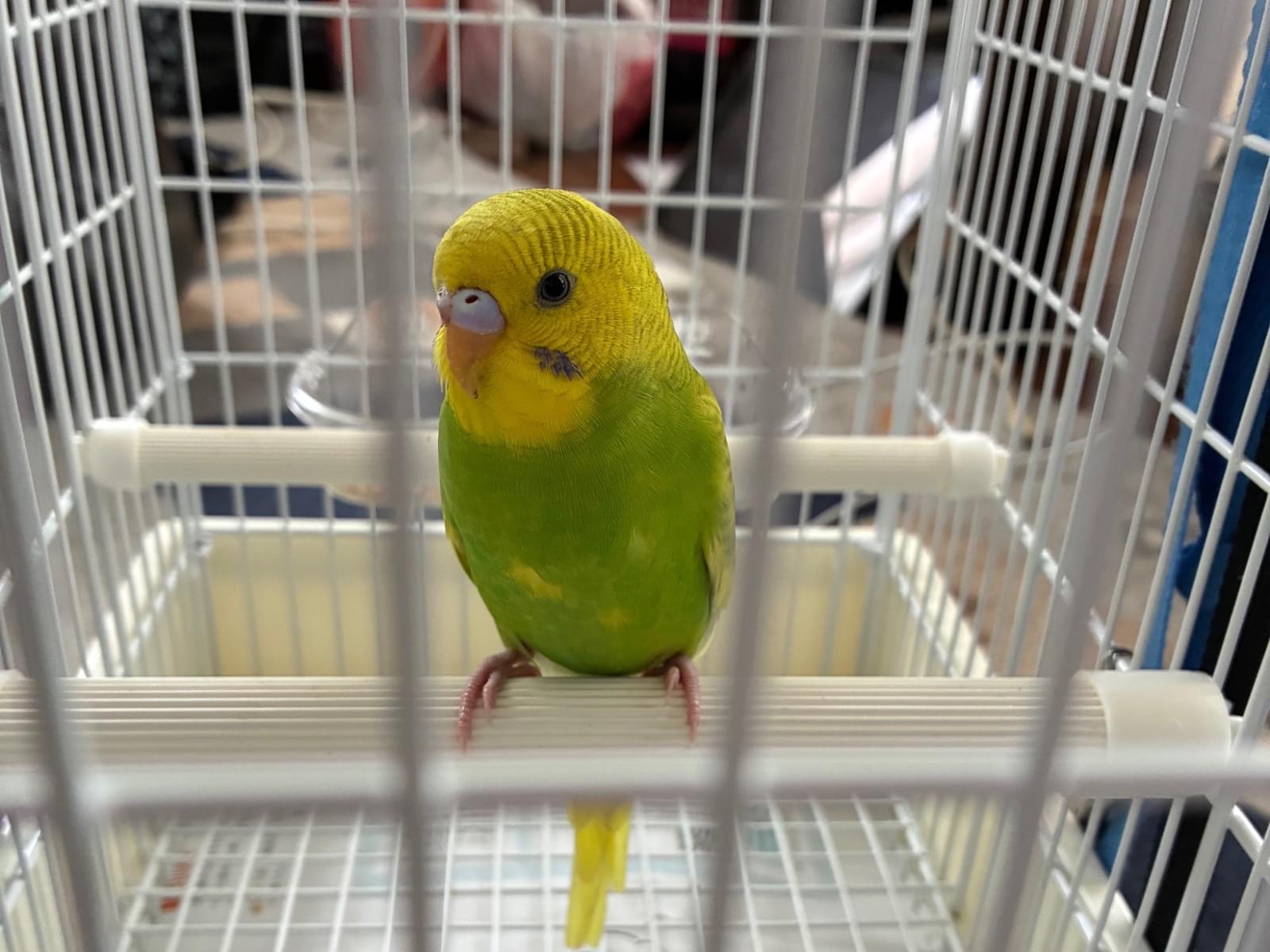保護された鳥
