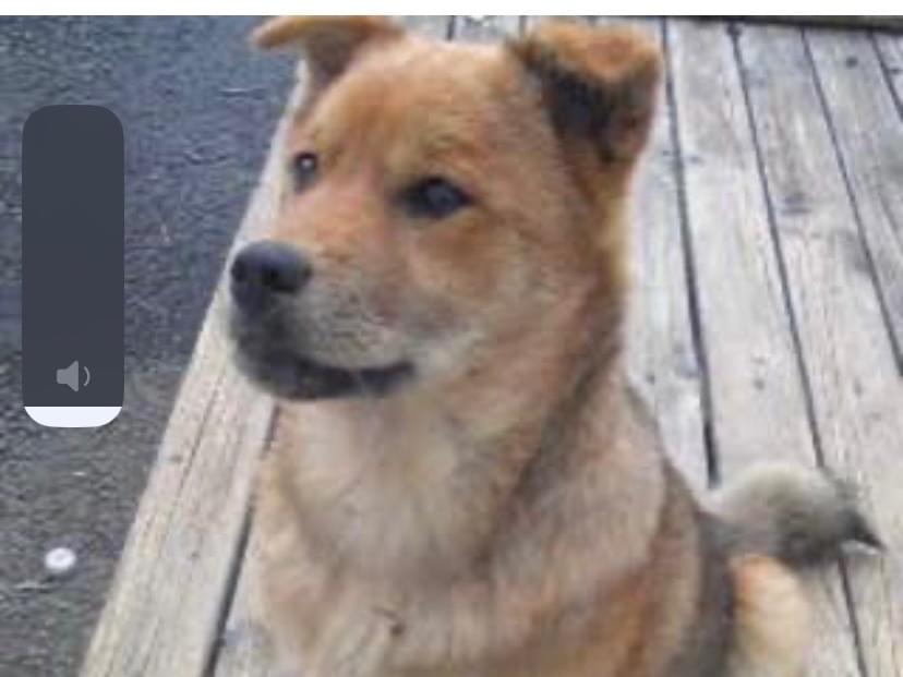 目撃された犬 目撃された犬