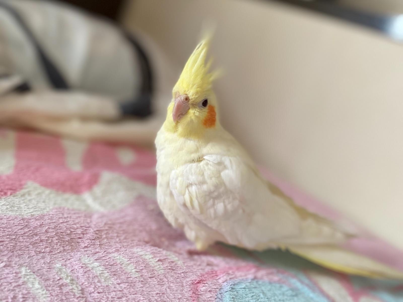 ペコちゃん ペコちゃん