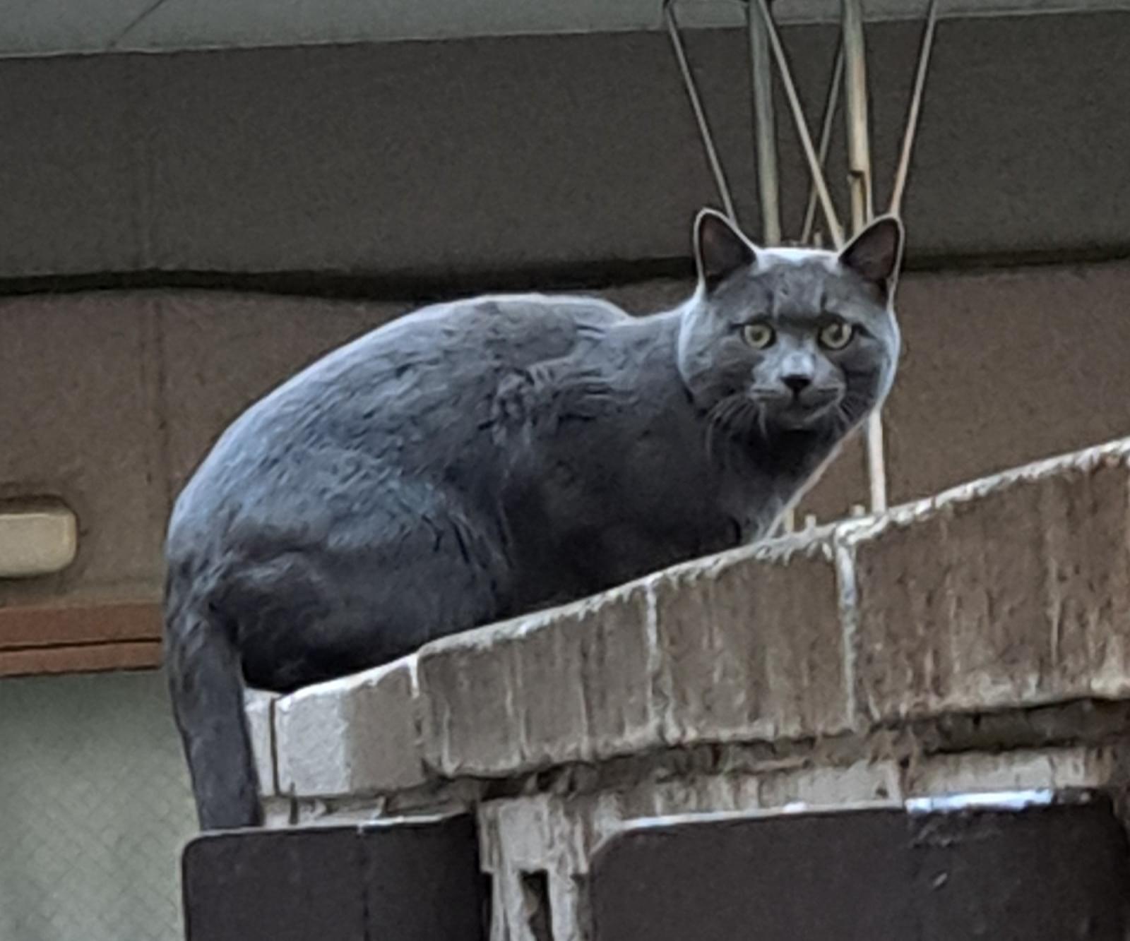 グレーの猫ちゃん