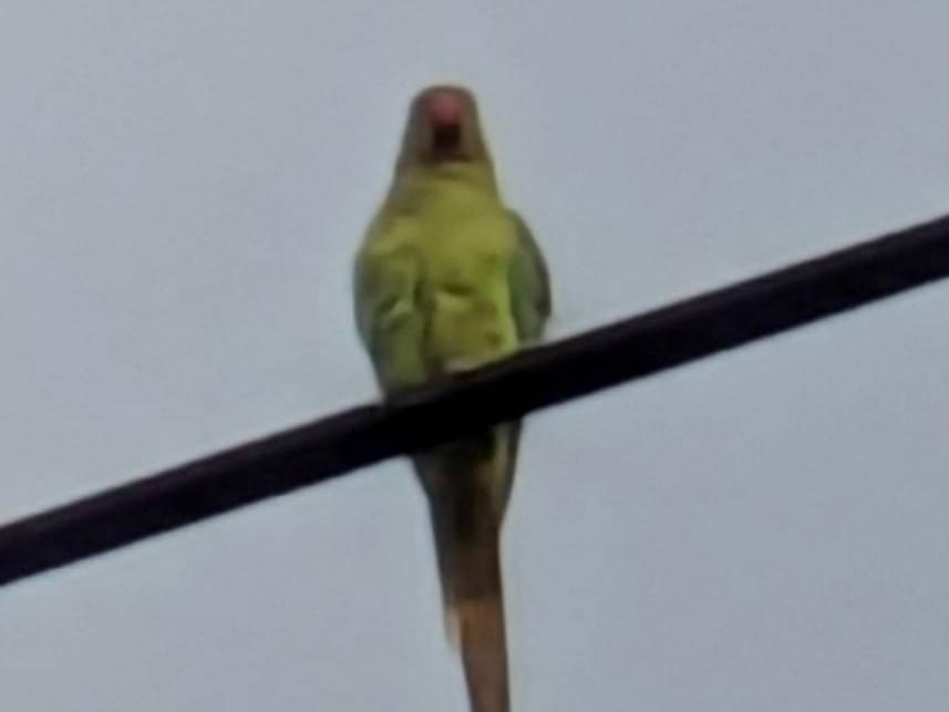 目撃された鳥 目撃された鳥