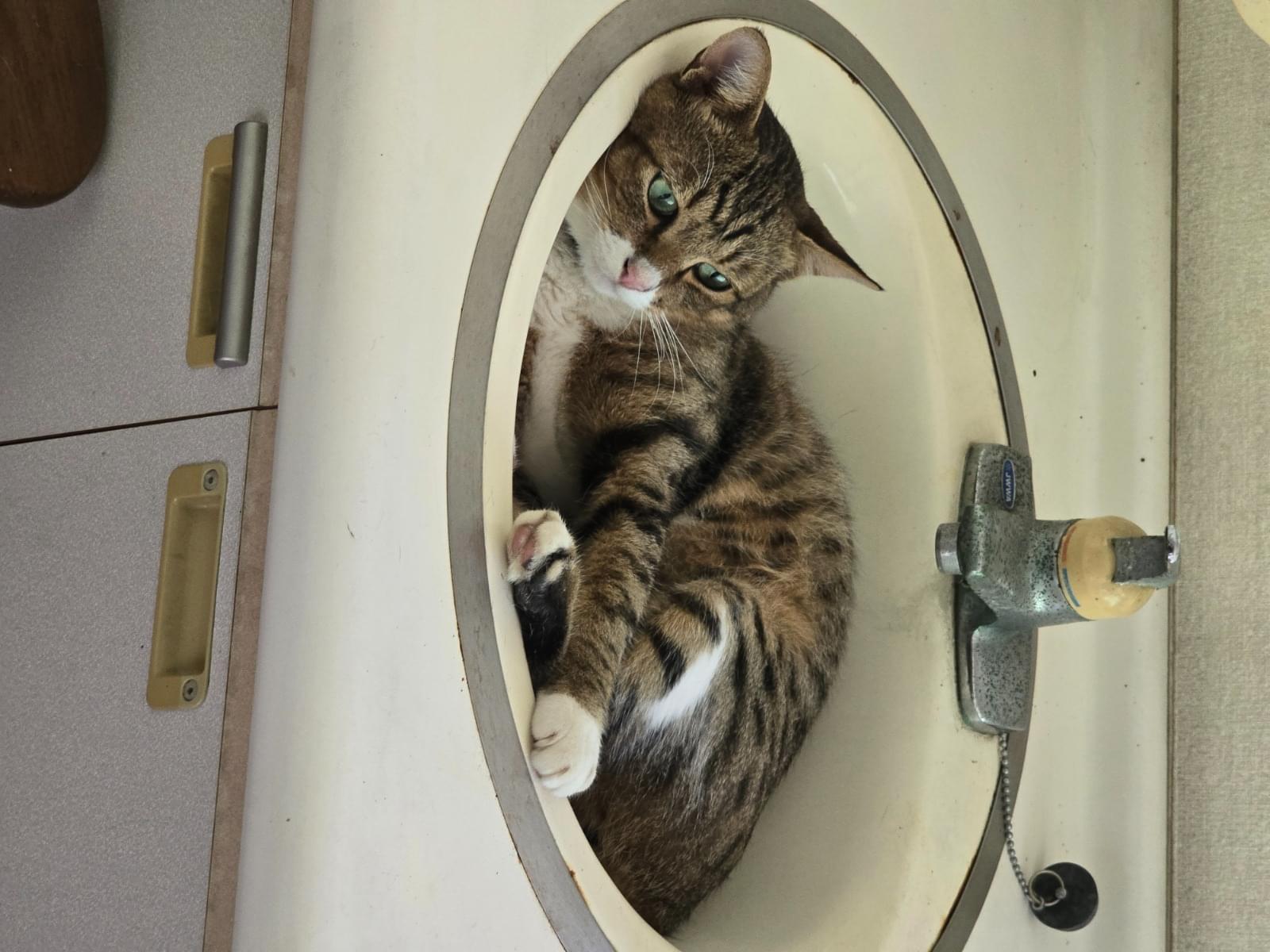 チーズちゃん チーズちゃん