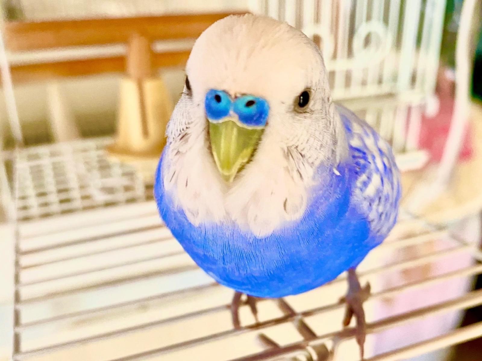 ピィちゃん ピィちゃん